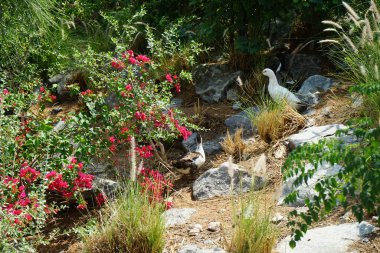 Ördekler, Nisan ayında Al Rafisah Barajı dinlenme alanındaki Hawd al Bid 'ah rezervuarının yakınındaki pitoresk bitki örtüsü arasında kayalık sahildeler. Ördek, Anatidae familyasındaki birçok su kuşunun yaygın adıdır. Wadi Wshee, Sharjah, BAE.