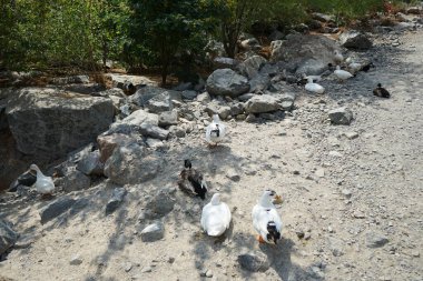 Ördekler, Nisan ayında Al Rafisah Barajı dinlenme alanındaki Hawd al Bid 'ah rezervuarının yakınındaki pitoresk bitki örtüsü arasında kayalık sahildeler. Ördek, Anatidae familyasındaki birçok su kuşunun yaygın adıdır. Wadi Wshee, Sharjah, BAE.