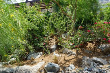 Ördekler, Nisan ayında Al Rafisah Barajı dinlenme alanındaki Hawd al Bid 'ah rezervuarının yakınındaki pitoresk bitki örtüsü arasında kayalık sahildeler. Ördek, Anatidae familyasındaki birçok su kuşunun yaygın adıdır. Wadi Wshee, Sharjah, BAE.