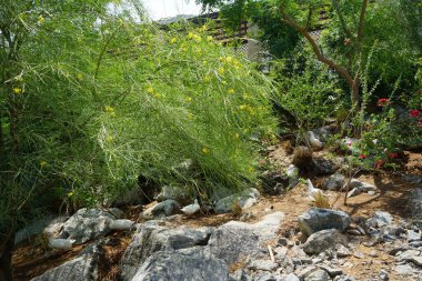 Ördekler, Nisan ayında Al Rafisah Barajı dinlenme alanındaki Hawd al Bid 'ah rezervuarının yakınındaki pitoresk bitki örtüsü arasında kayalık sahildeler. Ördek, Anatidae familyasındaki birçok su kuşunun yaygın adıdır. Wadi Wshee, Sharjah, BAE.