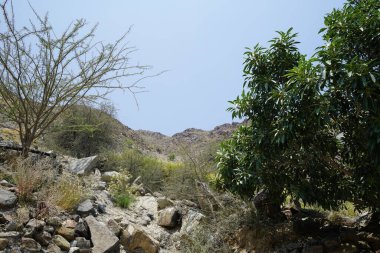 Nisan 'da Al Rafisah Barajı' ndan geçen kurumuş kayalık nehir yatağını görüyoruz. Wadi Wshee, Sharjah, BAE. 