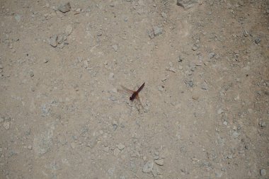 Trithemis annulata yusufçuk Nisan ayında Al Rafisah Barajı dinlenme alanındaki Hawd al Bid 'ah rezervuarının yakınında yaşar. Trithemis annulata, kedigiller (Libellulidae) familyasından bir yusufçuk türü. Wadi Wshee, Sharjah, BAE.