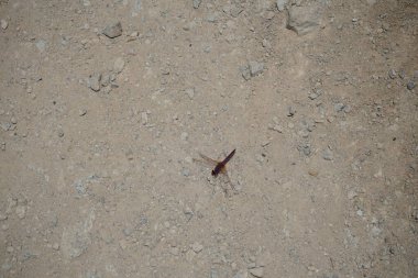 Trithemis annulata yusufçuk Nisan ayında Al Rafisah Barajı dinlenme alanındaki Hawd al Bid 'ah rezervuarının yakınında yaşar. Trithemis annulata, kedigiller (Libellulidae) familyasından bir yusufçuk türü. Wadi Wshee, Sharjah, BAE.