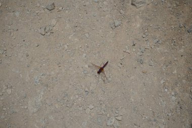 Trithemis annulata yusufçuk Nisan ayında Al Rafisah Barajı dinlenme alanındaki Hawd al Bid 'ah rezervuarının yakınında yaşar. Trithemis annulata, kedigiller (Libellulidae) familyasından bir yusufçuk türü. Wadi Wshee, Sharjah, BAE.