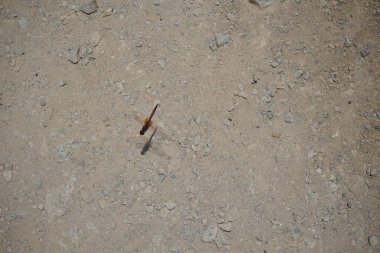 Trithemis annulata yusufçuk Nisan ayında Al Rafisah Barajı dinlenme alanındaki Hawd al Bid 'ah rezervuarının yakınında yaşar. Trithemis annulata, kedigiller (Libellulidae) familyasından bir yusufçuk türü. Wadi Wshee, Sharjah, BAE.
