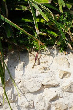 Trithemis annulata yusufçuk Nisan ayında Al Rafisah Barajı dinlenme alanındaki Hawd al Bid 'ah rezervuarının yakınında yaşar. Trithemis annulata, kedigiller (Libellulidae) familyasından bir yusufçuk türü. Wadi Wshee, Sharjah, BAE.