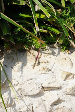Trithemis annulata yusufçuk Nisan ayında Al Rafisah Barajı dinlenme alanındaki Hawd al Bid 'ah rezervuarının yakınında yaşar. Trithemis annulata, kedigiller (Libellulidae) familyasından bir yusufçuk türü. Wadi Wshee, Sharjah, BAE.