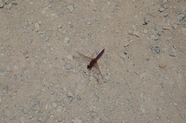 Trithemis annulata yusufçuk Nisan ayında Al Rafisah Barajı dinlenme alanındaki Hawd al Bid 'ah rezervuarının yakınında yaşar. Trithemis annulata, kedigiller (Libellulidae) familyasından bir yusufçuk türü. Wadi Wshee, Sharjah, BAE.