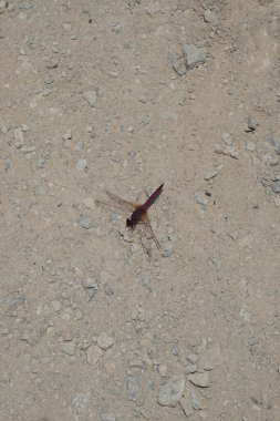 Trithemis annulata yusufçuk Nisan ayında Al Rafisah Barajı dinlenme alanındaki Hawd al Bid 'ah rezervuarının yakınında yaşar. Trithemis annulata, kedigiller (Libellulidae) familyasından bir yusufçuk türü. Wadi Wshee, Sharjah, BAE.