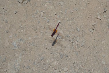 Trithemis annulata yusufçuk Nisan ayında Al Rafisah Barajı dinlenme alanındaki Hawd al Bid 'ah rezervuarının yakınında yaşar. Trithemis annulata, kedigiller (Libellulidae) familyasından bir yusufçuk türü. Wadi Wshee, Sharjah, BAE.