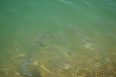 Nisan ayında Hawd al 'Bid' ah rezervuarının tatlı suyunda diğer balıklarla çevrili bir yayın balığı yüzer. Clarias, kedigiller (Clariiiidae) familyasından bir kedi balığı cinsidir. Wadi Wshee, Sharjah, BAE.