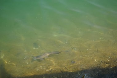 Nisan ayında Hawd al 'Bid' ah rezervuarının tatlı suyunda diğer balıklarla çevrili bir yayın balığı yüzer. Clarias, kedigiller (Clariiiidae) familyasından bir kedi balığı cinsidir. Wadi Wshee, Sharjah, BAE.