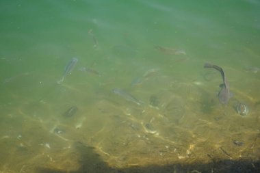 Nisan ayında Hawd al 'Bid' ah rezervuarının tatlı suyunda diğer balıklarla çevrili bir yayın balığı yüzer. Clarias, kedigiller (Clariiiidae) familyasından bir kedi balığı cinsidir. Wadi Wshee, Sharjah, BAE.