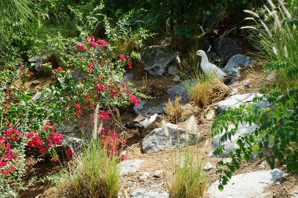 Ördekler, Nisan ayında Al Rafisah Barajı dinlenme alanındaki Hawd al Bid 'ah rezervuarının yakınındaki pitoresk bitki örtüsü arasında kayalık sahildeler. Ördek, Anatidae familyasındaki birçok su kuşunun yaygın adıdır. Wadi Wshee, Sharjah, BAE.