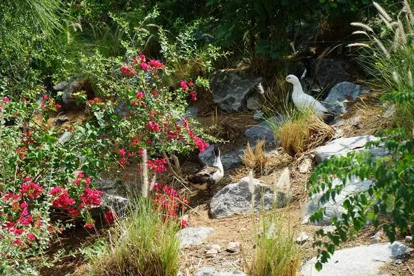 Ördekler, Nisan ayında Al Rafisah Barajı dinlenme alanındaki Hawd al Bid 'ah rezervuarının yakınındaki pitoresk bitki örtüsü arasında kayalık sahildeler. Ördek, Anatidae familyasındaki birçok su kuşunun yaygın adıdır. Wadi Wshee, Sharjah, BAE.