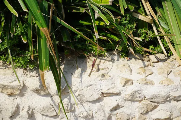 Trithemis annulata yusufçuk Nisan ayında Al Rafisah Barajı dinlenme alanındaki Hawd al Bid 'ah rezervuarının yakınında yaşar. Trithemis annulata, kedigiller (Libellulidae) familyasından bir yusufçuk türü. Wadi Wshee, Sharjah, BAE.