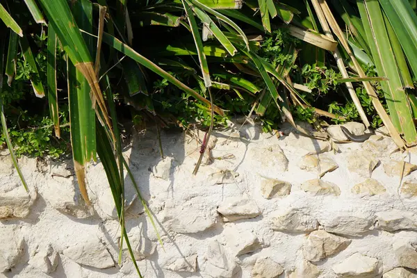 Trithemis annulata yusufçuk Nisan ayında Al Rafisah Barajı dinlenme alanındaki Hawd al Bid 'ah rezervuarının yakınında yaşar. Trithemis annulata, kedigiller (Libellulidae) familyasından bir yusufçuk türü. Wadi Wshee, Sharjah, BAE.