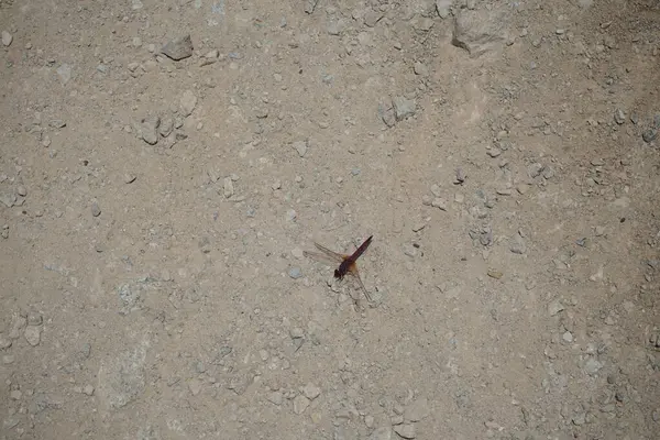 Trithemis annulata yusufçuk Nisan ayında Al Rafisah Barajı dinlenme alanındaki Hawd al Bid 'ah rezervuarının yakınında yaşar. Trithemis annulata, kedigiller (Libellulidae) familyasından bir yusufçuk türü. Wadi Wshee, Sharjah, BAE.