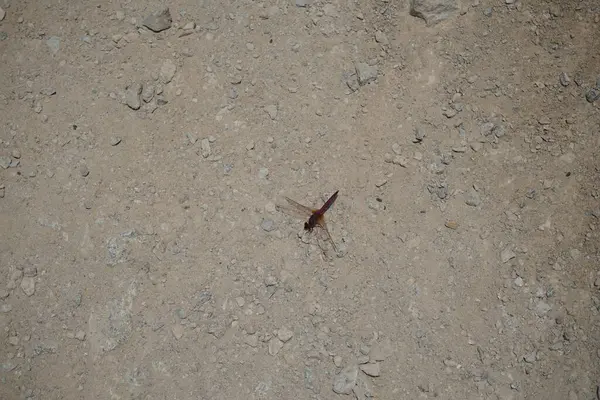 Trithemis annulata yusufçuk Nisan ayında Al Rafisah Barajı dinlenme alanındaki Hawd al Bid 'ah rezervuarının yakınında yaşar. Trithemis annulata, kedigiller (Libellulidae) familyasından bir yusufçuk türü. Wadi Wshee, Sharjah, BAE.