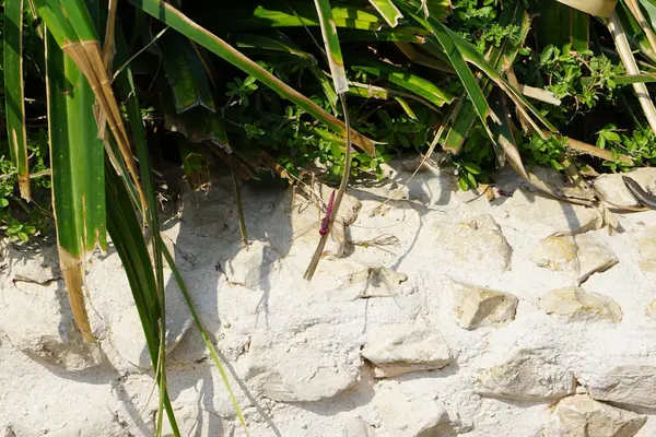 Trithemis annulata yusufçuk Nisan ayında Al Rafisah Barajı dinlenme alanındaki Hawd al Bid 'ah rezervuarının yakınında yaşar. Trithemis annulata, kedigiller (Libellulidae) familyasından bir yusufçuk türü. Wadi Wshee, Sharjah, BAE.