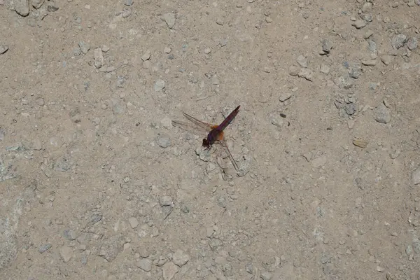 Trithemis annulata yusufçuk Nisan ayında Al Rafisah Barajı dinlenme alanındaki Hawd al Bid 'ah rezervuarının yakınında yaşar. Trithemis annulata, kedigiller (Libellulidae) familyasından bir yusufçuk türü. Wadi Wshee, Sharjah, BAE.