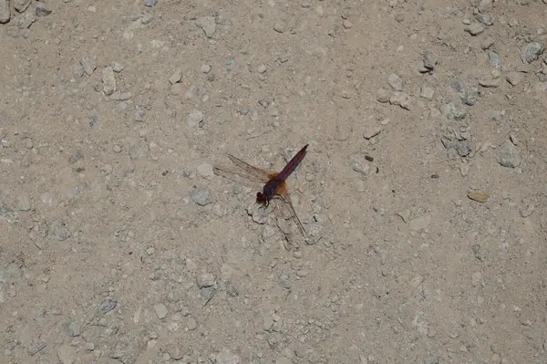 Trithemis annulata yusufçuk Nisan ayında Al Rafisah Barajı dinlenme alanındaki Hawd al Bid 'ah rezervuarının yakınında yaşar. Trithemis annulata, kedigiller (Libellulidae) familyasından bir yusufçuk türü. Wadi Wshee, Sharjah, BAE.