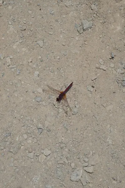 Trithemis annulata yusufçuk Nisan ayında Al Rafisah Barajı dinlenme alanındaki Hawd al Bid 'ah rezervuarının yakınında yaşar. Trithemis annulata, kedigiller (Libellulidae) familyasından bir yusufçuk türü. Wadi Wshee, Sharjah, BAE.