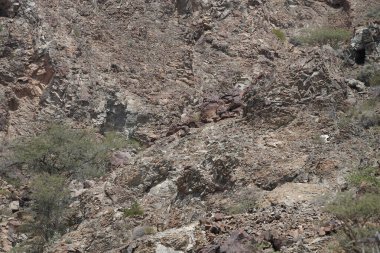 Al Rafisah Barajı dinlenme alanındaki Hawd al Bid 'ah rezervuarının yakınındaki Nisan ayındaki bitki örtüsüyle dağların manzarası. Wadi Wshee, Sharjah, BAE.