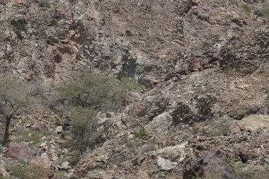 Al Rafisah Barajı dinlenme alanındaki Hawd al Bid 'ah rezervuarının yakınındaki Nisan ayındaki bitki örtüsüyle dağların manzarası. Wadi Wshee, Sharjah, BAE.