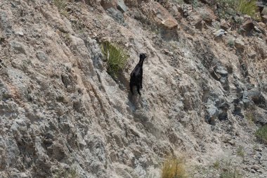 Kısmen evcilleştirilmiş siyah bir dağ keçisi, Capra aegagrus hircus, El Rafisah Barajı 'ndaki Hawd al Bid' ah rezervuarının yakınındaki dağlık alanda yürüyor. Wadi Wshee, Sharjah, BAE. 