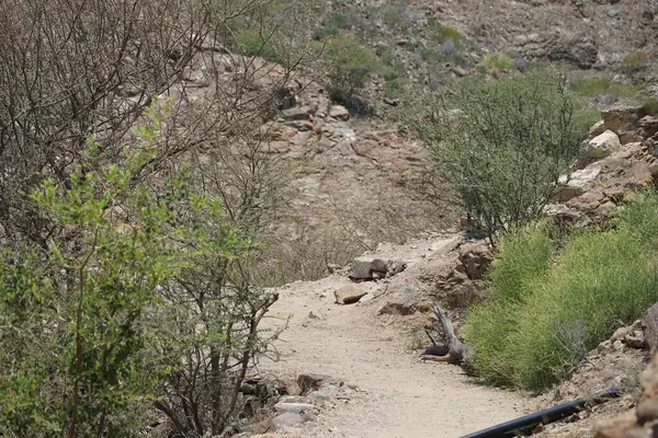 Al Rafisah Barajı dinlenme alanındaki Hawd al 'Bid' ah rezervuarı boyunca Nisan ayında bitki örtüsü olan patikanın görüntüsü. Wadi Wshee, Sharjah, BAE.