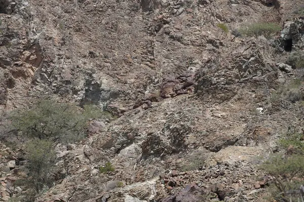 Al Rafisah Barajı dinlenme alanındaki Hawd al Bid 'ah rezervuarının yakınındaki Nisan ayındaki bitki örtüsüyle dağların manzarası. Wadi Wshee, Sharjah, BAE.