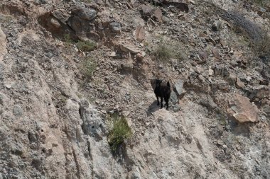 Kısmen evcilleştirilmiş siyah bir dağ keçisi, Capra aegagrus hircus, El Rafisah Barajı 'ndaki Hawd al Bid' ah rezervuarının yakınındaki dağlık alanda yürüyor. Wadi Wshee, Sharjah, BAE. 