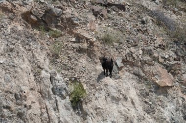 Kısmen evcilleştirilmiş siyah bir dağ keçisi, Capra aegagrus hircus, El Rafisah Barajı 'ndaki Hawd al Bid' ah rezervuarının yakınındaki dağlık alanda yürüyor. Wadi Wshee, Sharjah, BAE. 