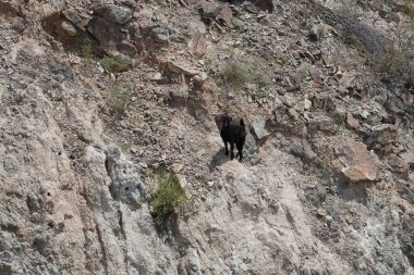Kısmen evcilleştirilmiş siyah bir dağ keçisi, Capra aegagrus hircus, El Rafisah Barajı 'ndaki Hawd al Bid' ah rezervuarının yakınındaki dağlık alanda yürüyor. Wadi Wshee, Sharjah, BAE. 