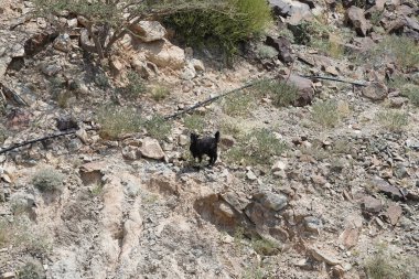 Kısmen evcilleştirilmiş siyah bir dağ keçisi, Capra aegagrus hircus, El Rafisah Barajı 'ndaki Hawd al Bid' ah rezervuarının yakınındaki dağlık alanda yürüyor. Wadi Wshee, Sharjah, BAE. 