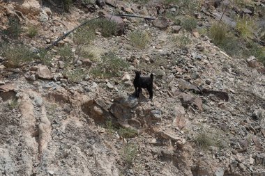 Kısmen evcilleştirilmiş siyah bir dağ keçisi, Capra aegagrus hircus, El Rafisah Barajı 'ndaki Hawd al Bid' ah rezervuarının yakınındaki dağlık alanda yürüyor. Wadi Wshee, Sharjah, BAE. 