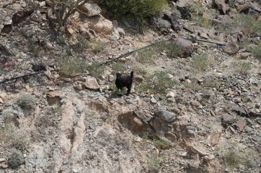 Kısmen evcilleştirilmiş siyah bir dağ keçisi, Capra aegagrus hircus, El Rafisah Barajı 'ndaki Hawd al Bid' ah rezervuarının yakınındaki dağlık alanda yürüyor. Wadi Wshee, Sharjah, BAE. 