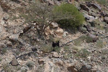 Kısmen evcilleştirilmiş siyah bir dağ keçisi, Capra aegagrus hircus, El Rafisah Barajı 'ndaki Hawd al Bid' ah rezervuarının yakınındaki dağlık alanda yürüyor. Wadi Wshee, Sharjah, BAE. 