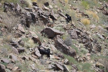 Kara kısmen evcilleştirilmiş dağ keçileri, Capra aegagrus hircus, El Rafisah Barajı 'ndaki Hawd al Bid' ah rezervuarının yakınındaki dağlık alanda yürüyor. Wadi Wshee, Sharjah, BAE.