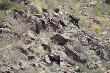 Kara kısmen evcilleştirilmiş dağ keçileri, Capra aegagrus hircus, El Rafisah Barajı 'ndaki Hawd al Bid' ah rezervuarının yakınındaki dağlık alanda yürüyor. Wadi Wshee, Sharjah, BAE.