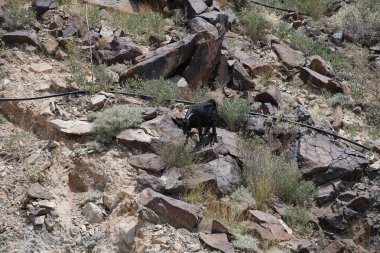 Kısmen evcilleştirilmiş siyah bir dağ keçisi, Capra aegagrus hircus, El Rafisah Barajı 'ndaki Hawd al Bid' ah rezervuarının yakınındaki dağlık alanda yürüyor. Wadi Wshee, Sharjah, BAE. 