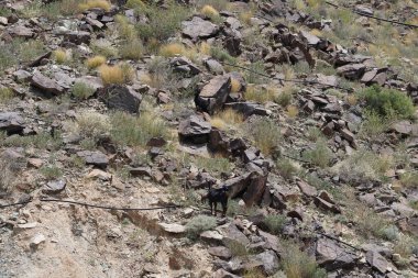Kara kısmen evcilleştirilmiş dağ keçileri, Capra aegagrus hircus, El Rafisah Barajı 'ndaki Hawd al Bid' ah rezervuarının yakınındaki dağlık alanda yürüyor. Wadi Wshee, Sharjah, BAE.