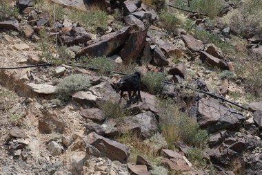 Kısmen evcilleştirilmiş siyah bir dağ keçisi, Capra aegagrus hircus, El Rafisah Barajı 'ndaki Hawd al Bid' ah rezervuarının yakınındaki dağlık alanda yürüyor. Wadi Wshee, Sharjah, BAE. 