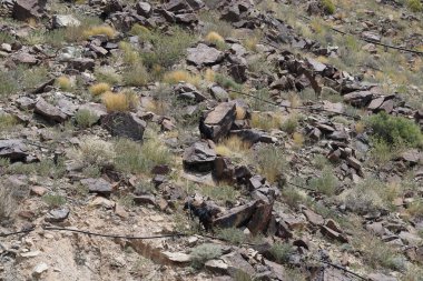 Kara kısmen evcilleştirilmiş dağ keçileri, Capra aegagrus hircus, El Rafisah Barajı 'ndaki Hawd al Bid' ah rezervuarının yakınındaki dağlık alanda yürüyor. Wadi Wshee, Sharjah, BAE.