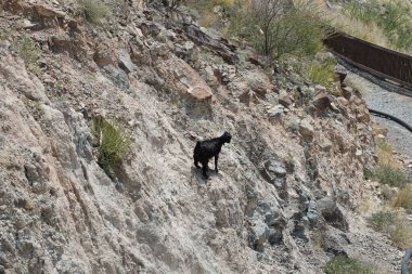 Kısmen evcilleştirilmiş siyah bir dağ keçisi, Capra aegagrus hircus, El Rafisah Barajı 'ndaki Hawd al Bid' ah rezervuarının yakınındaki dağlık alanda yürüyor. Wadi Wshee, Sharjah, BAE. 
