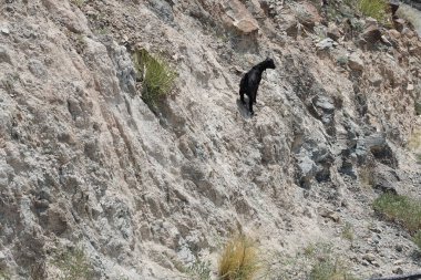 Kısmen evcilleştirilmiş siyah bir dağ keçisi, Capra aegagrus hircus, El Rafisah Barajı 'ndaki Hawd al Bid' ah rezervuarının yakınındaki dağlık alanda yürüyor. Wadi Wshee, Sharjah, BAE. 