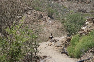 Kısmen evcilleştirilmiş siyah bir dağ keçisi, Capra aegagrus hircus, El Rafisah Barajı 'ndaki Hawd al Bid' ah rezervuarının yakınındaki dağlık alanda yürüyor. Wadi Wshee, Sharjah, BAE. 