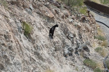Kısmen evcilleştirilmiş siyah bir dağ keçisi, Capra aegagrus hircus, El Rafisah Barajı 'ndaki Hawd al Bid' ah rezervuarının yakınındaki dağlık alanda yürüyor. Wadi Wshee, Sharjah, BAE. 