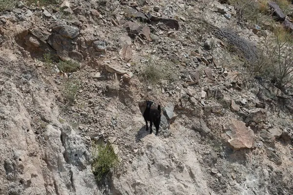 Kısmen evcilleştirilmiş siyah bir dağ keçisi, Capra aegagrus hircus, El Rafisah Barajı 'ndaki Hawd al Bid' ah rezervuarının yakınındaki dağlık alanda yürüyor. Wadi Wshee, Sharjah, BAE. 